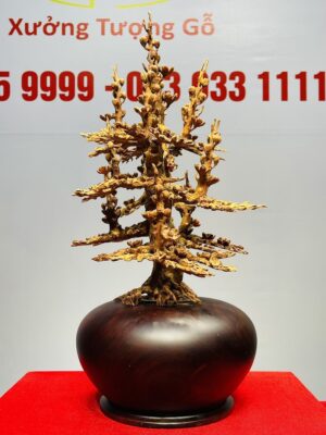 Bình Mai Hoàng Đàn Tuyết Lạng Sơn