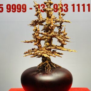 Bình Mai Hoàng Đàn Tuyết Lạng Sơn