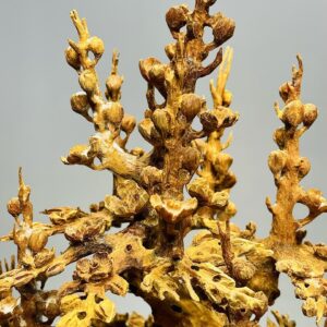 Bình Mai Hoàng Đàn Tuyết Lạng Sơn