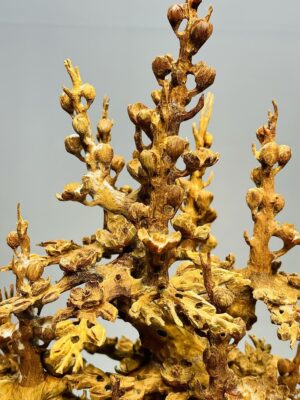 Bình Mai Hoàng Đàn Tuyết Lạng Sơn