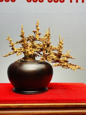 Bình Mai Gỗ Hoàng Đàn Tuyết Lạng Sơn