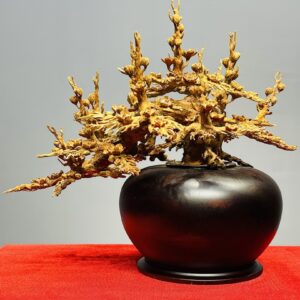 Bình Mai Gỗ Hoàng Đàn Tuyết Lạng Sơn