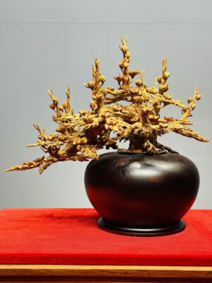 Bình Mai Gỗ Hoàng Đàn Tuyết Lạng Sơn