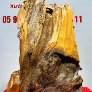 Tam Đa Đứng Tùng Gỗ Bách Xanh Mộc Châu