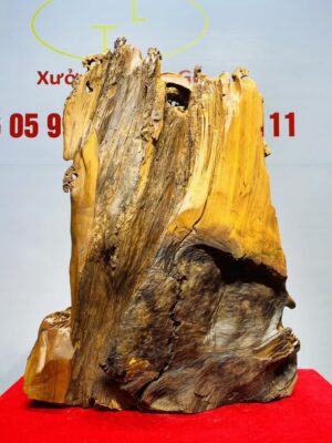 Tam Đa Đứng Tùng Gỗ Bách Xanh Mộc Châu