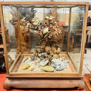 Bonsai Gỗ Sưa