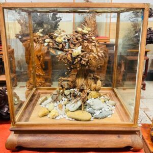 Bonsai Gỗ Sưa