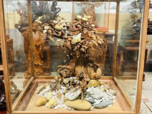 Bonsai Gỗ Sưa
