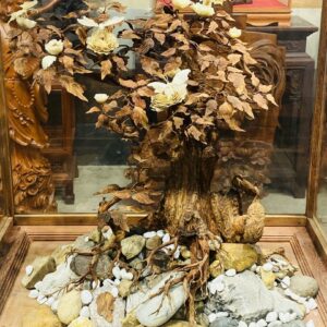 Bonsai Gỗ Sưa