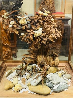 Bonsai Gỗ Sưa