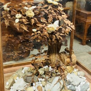 Bonsai Gỗ Sưa