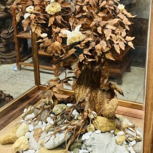 Bonsai Gỗ Sưa