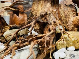 Bonsai Gỗ Sưa