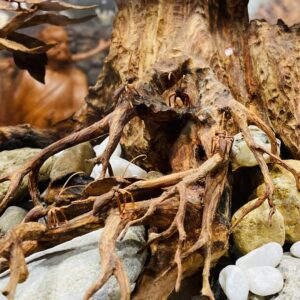 Bonsai Gỗ Sưa