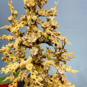 Bình Hoa Mai Hoàng Đàn - Tử Đàn