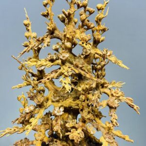 Bình Hoa Mai Hoàng Đàn - Tử Đàn