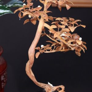 Bonsai Hoa Phù Dung Gỗ Sưa