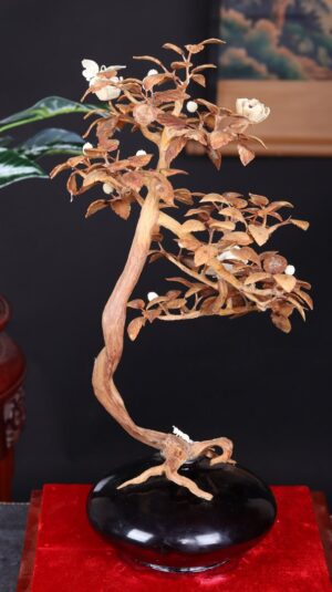 Bonsai Hoa Phù Dung Gỗ Sưa