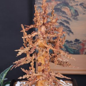 Chậu Hoa Mai Gỗ Hoàng Đàn Tuyết Lạng Sơn