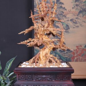 Chậu Hoa Mai Gỗ Hoàng Đàn Tuyết Lạng Sơn