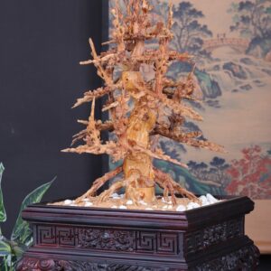 Chậu Hoa Mai Gỗ Hoàng Đàn Tuyết Lạng Sơn