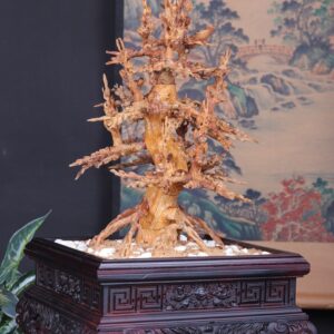 Chậu Hoa Mai Gỗ Hoàng Đàn Tuyết Lạng Sơn