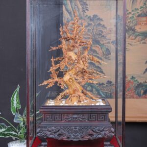 Chậu Hoa Mai Gỗ Hoàng Đàn Tuyết Lạng Sơn
