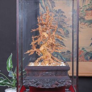 Chậu Hoa Mai Gỗ Hoàng Đàn Tuyết Lạng Sơn