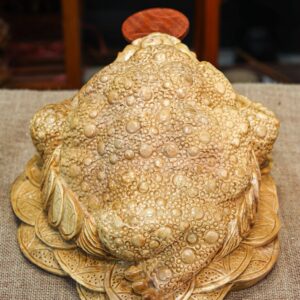 Cóc ngọc nghiến