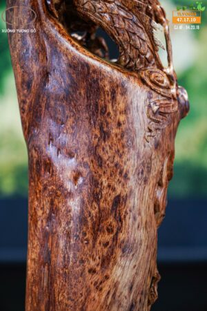 Nhất long gỗ nu sưa