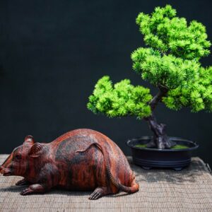 Chuột béo gỗ trắc