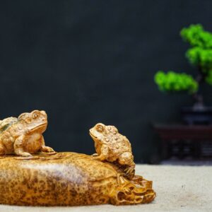 thiềm thừ nu ngọc am