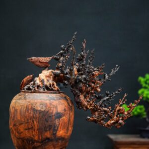 bonsai đào gỗ trắc