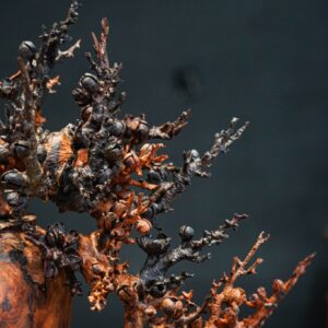 bonsai đào gỗ trắc