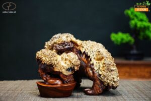 lân sư nu cẩm