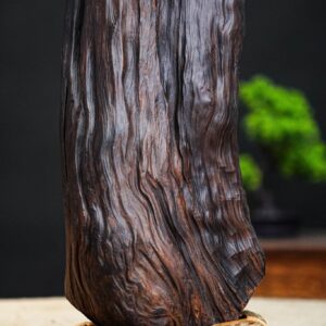 đạt ma bán thân